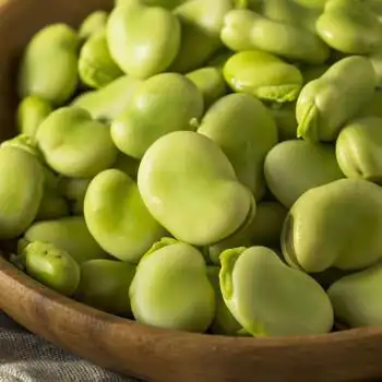 寿禾寿禾七星蚕豆种子50克袋