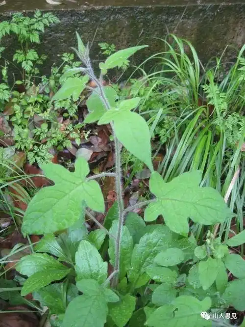 白英——毛茸茸,红彤彤,姿色颇美;清热毒,抗癌肿,身手不凡