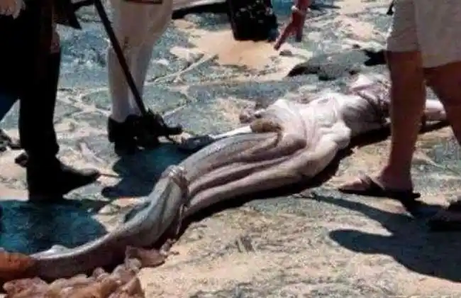 发现美人鱼相关报道