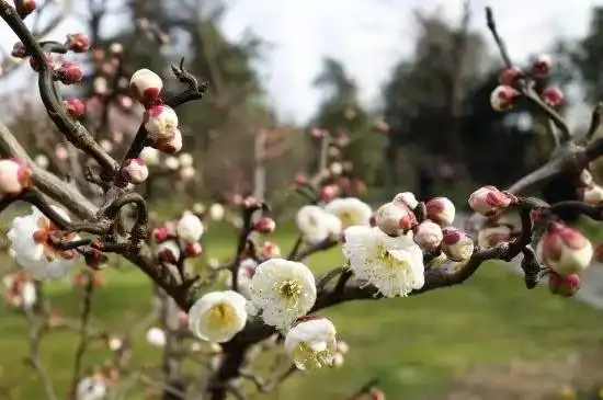 龙游梅形态扭曲,造型各异,需及时修剪进行造型定制,还可节省养分,防治