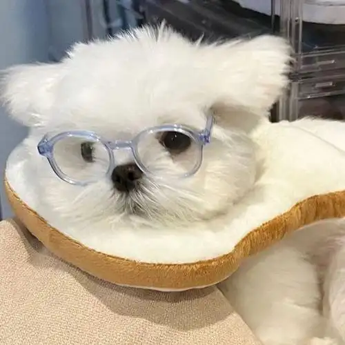 狗狗头像情侣_小红书