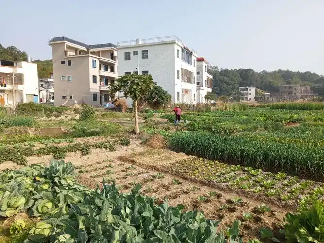 一片宁静祥和的农村景象,勤劳的人们,在菜园里劳作,远处一幢幢小洋房