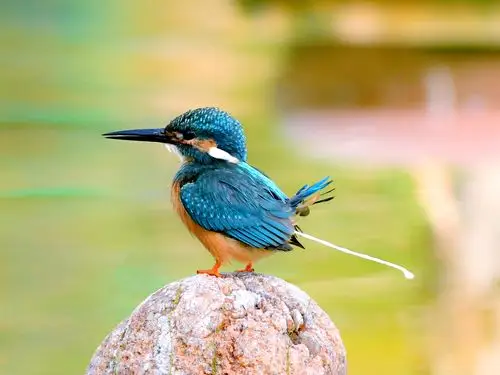 【翠鸟声声】,夏日里的欢歌,2020 玛雅摄影山东潍坊 - 美篇