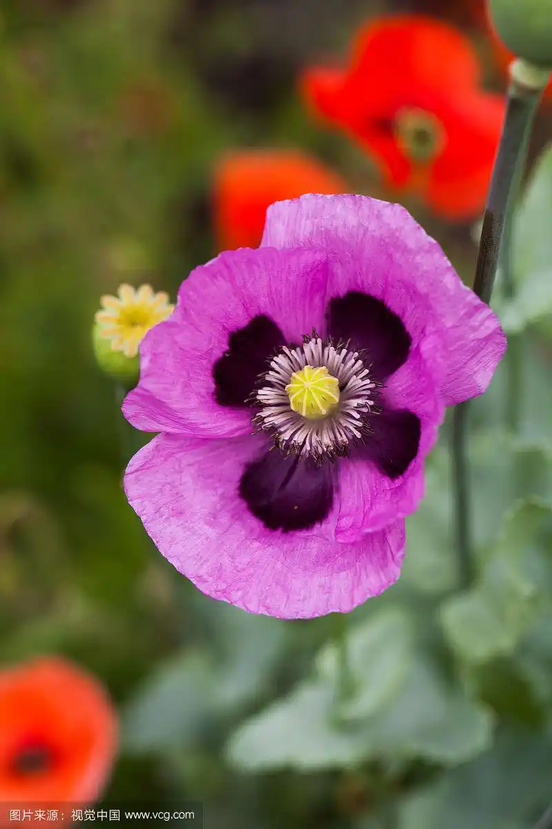 美丽的粉红色或紫色罂粟花在花园里