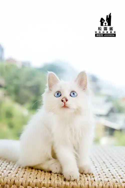 波斯美猫找领养