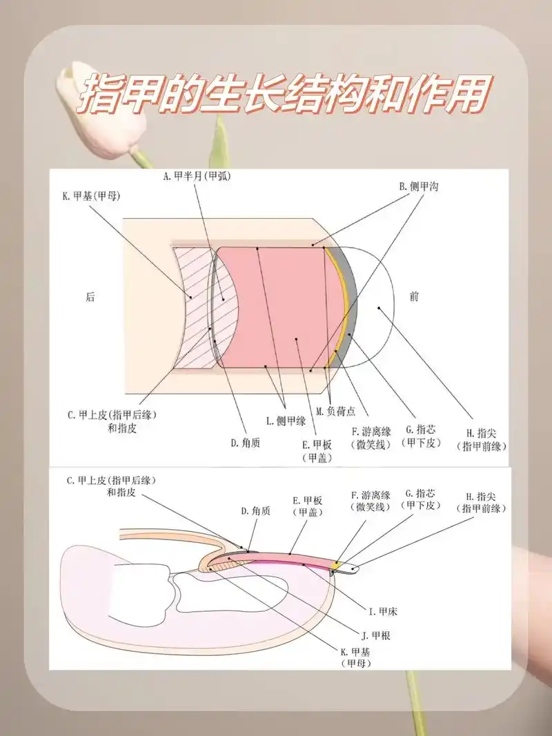 新手自学美甲97课…认识指甲的结构和作用.
