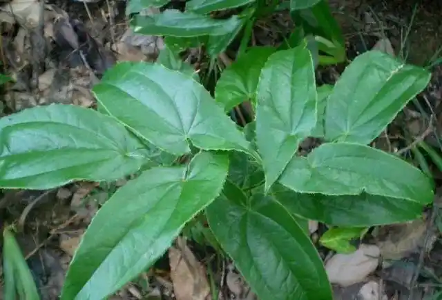 农村一种野草,补肾壮阳,强筋健骨,你见过吗?