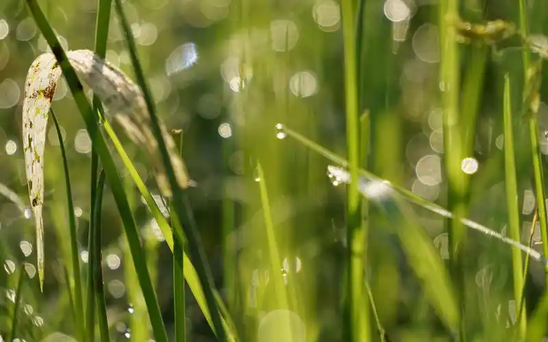 露水小草清新绿色护眼电脑壁纸