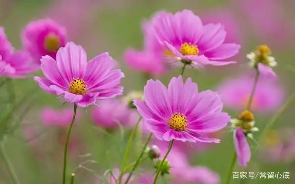 唯美舒心励志的句子,越读越窝心,让人看了一眼就爱上