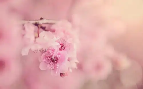 唯美又养眼的小清新植物,植物-回车桌面