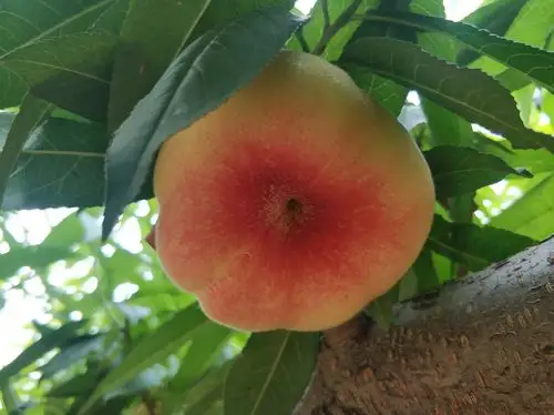 20200620东辛庄的蟠桃园!