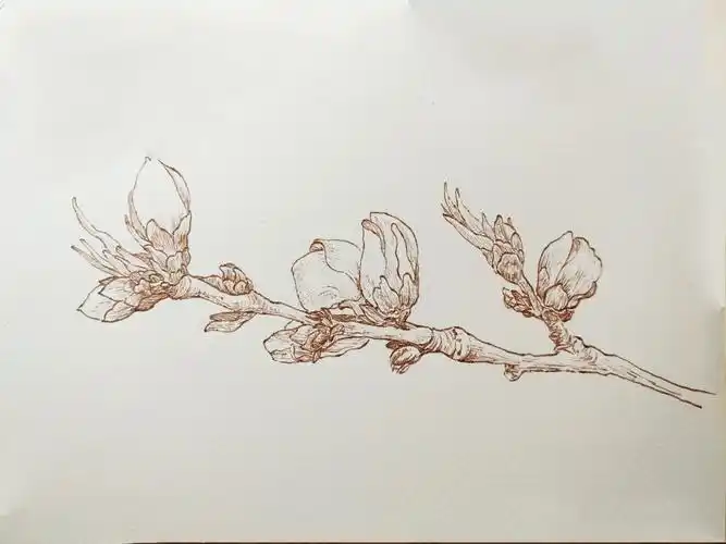 手绘花草植物杏花