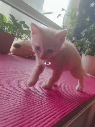 橘猫和英短的串儿会发腮吗?