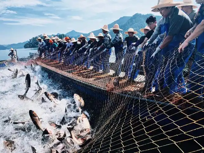 千岛湖巨网捕鱼