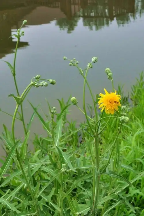 sonchus brachyotus dc,别称:荬菜,野苦菜,野苦荬,苦葛麻,苦荬菜,取