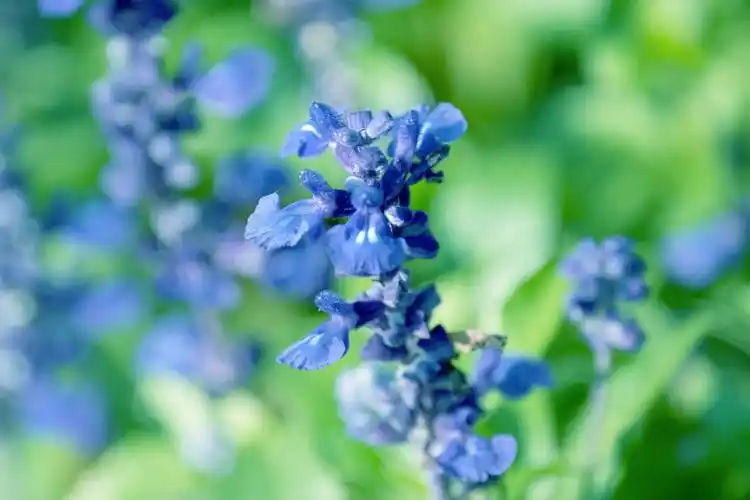 蓝花鼠尾草(首发)