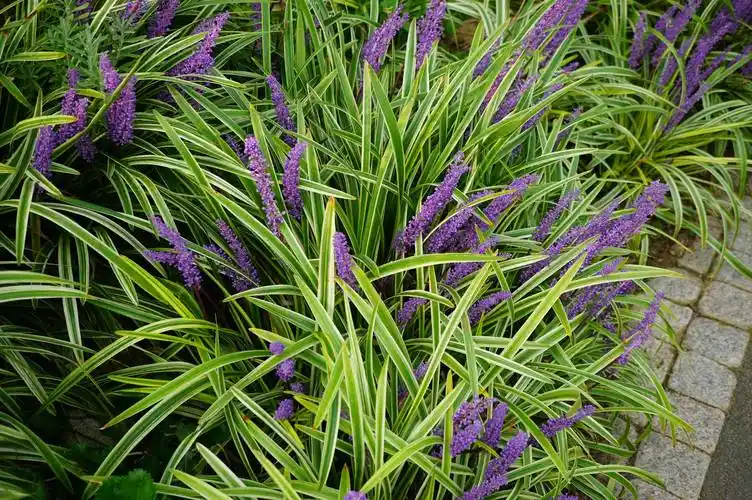我见到的山东本土植物和园林栽培植物(306-1)金边阔叶山麦冬