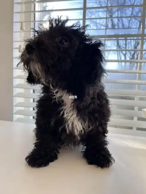 温哥华最后一只黑色泰迪熊找新家