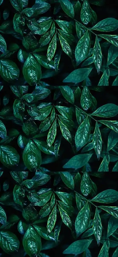 护眼壁纸|放慢脚步,感受生活的慢节奏