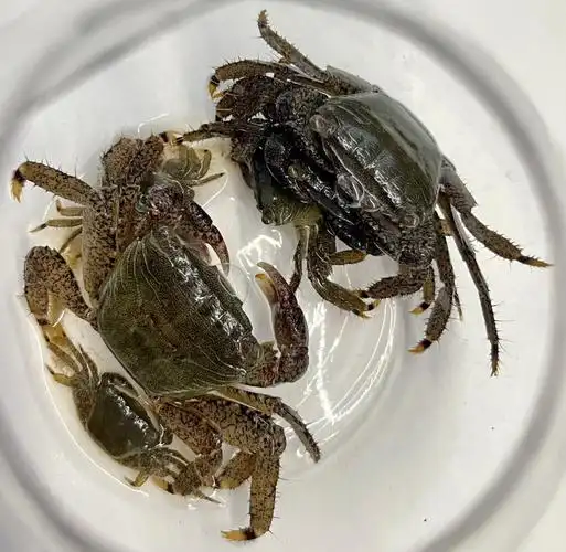 海边抓的螃蟹怎么养