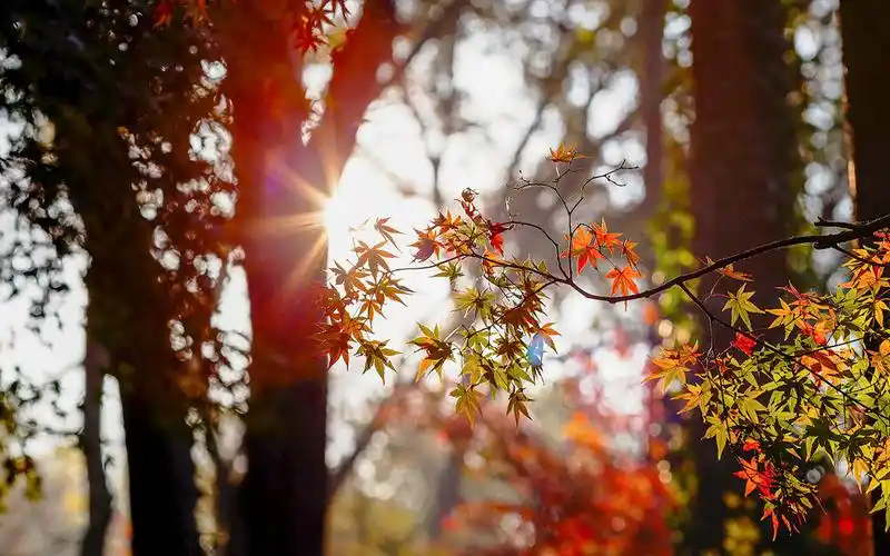 秋季唯美枫叶摄影图片桌面壁纸