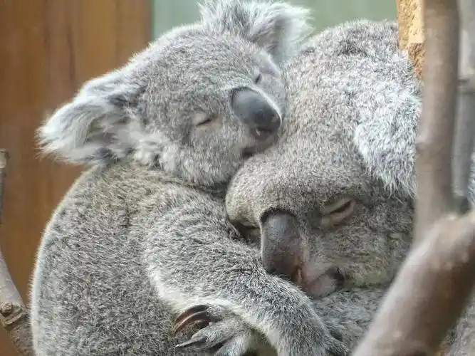 考拉口渴了怎么办抱着树唆溜唆溜