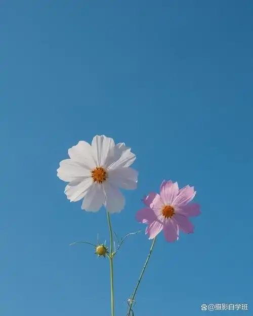花不知咋拍好看?拍花朵照片不用想太多,新手来学这7个摄影技巧