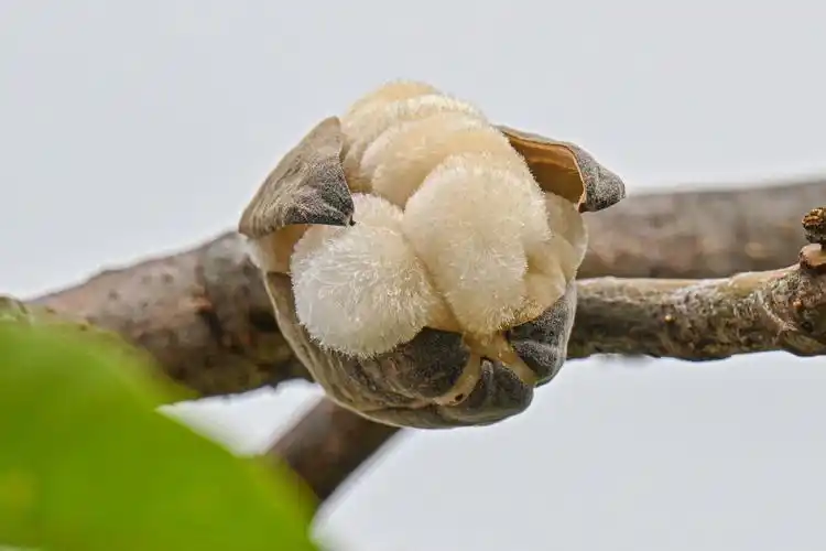 木棉絮-满天飞舞 - 吴国明 - 图虫
