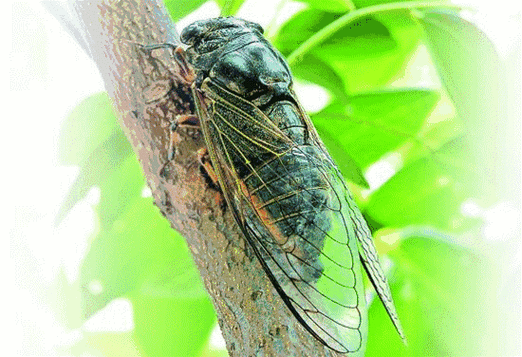 江华无风流水急,梦中鱼跃醒春眠.