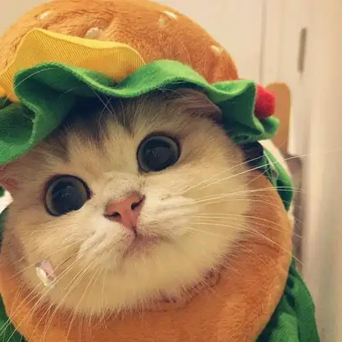 治愈系wechat动物头像