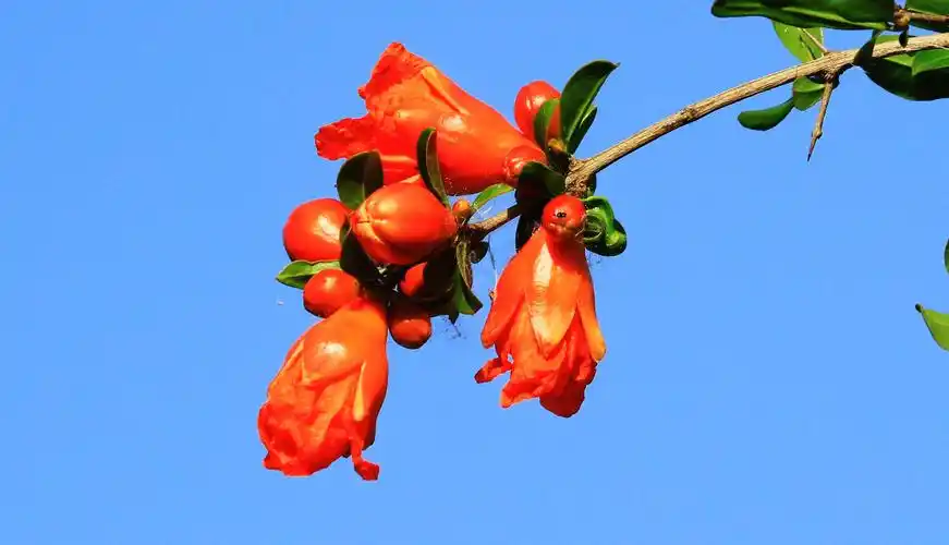 五月榴花红似火,2020.5.12