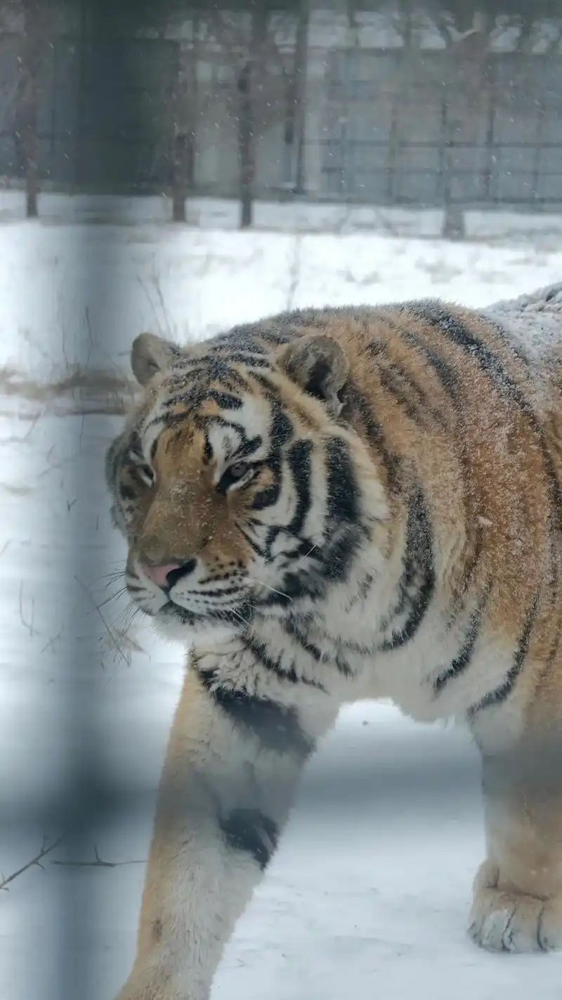 寒亦不忧雪#东北虎 #摄影 - 抖音