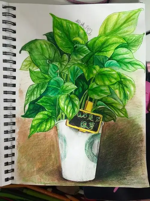 原创作品:彩铅绿萝