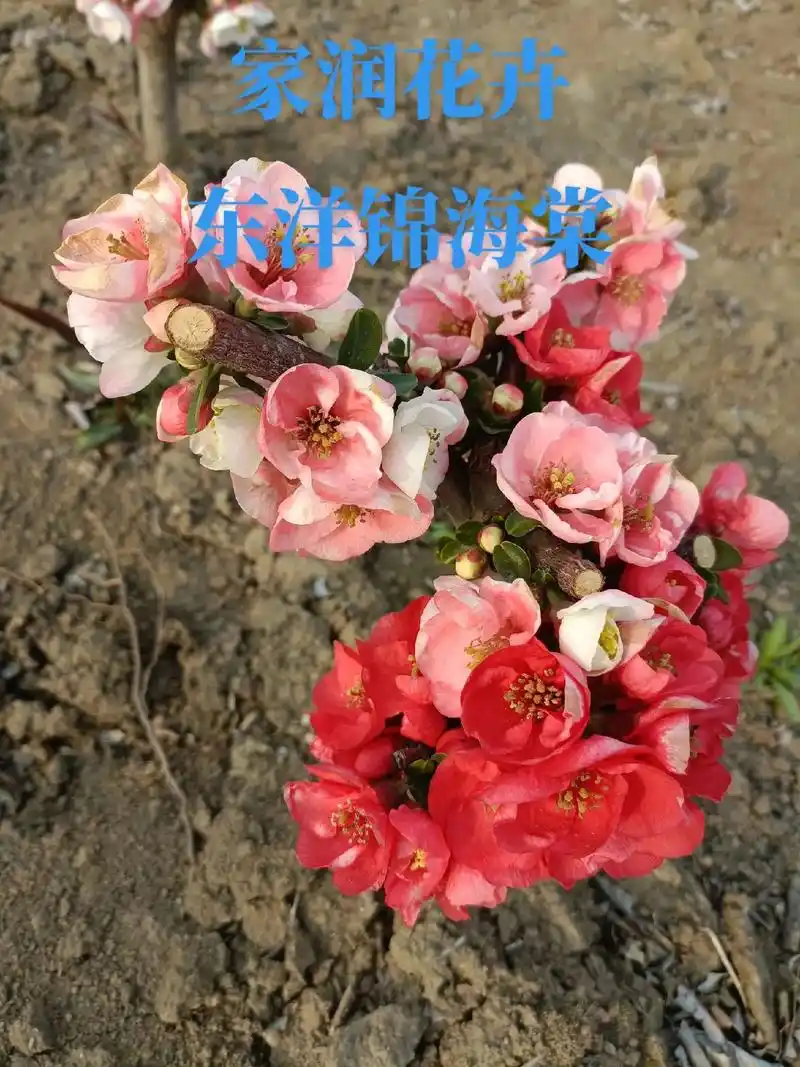 东洋锦海棠漂亮