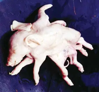 老母豬產下十字型怪胎 一個頭兩隻尾八條腿(圖)