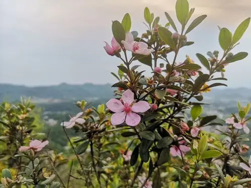 只愿纵情于山水花草间