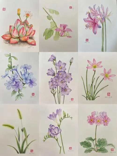 彩铅花卉合集5