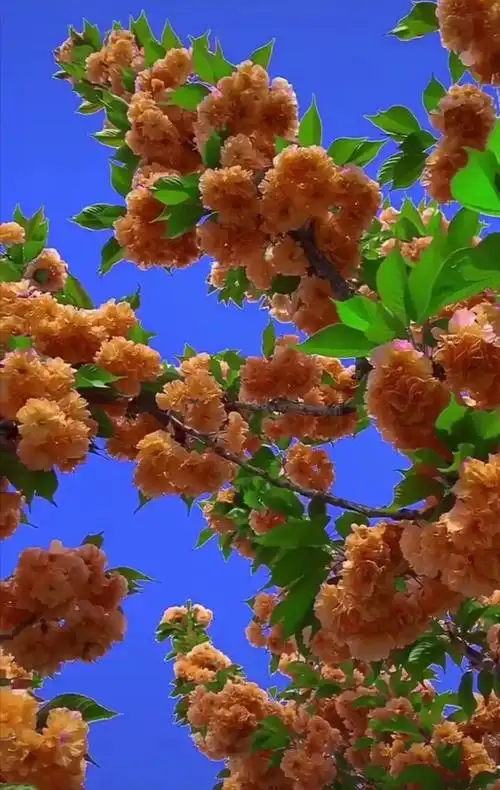 自然风光花草树木