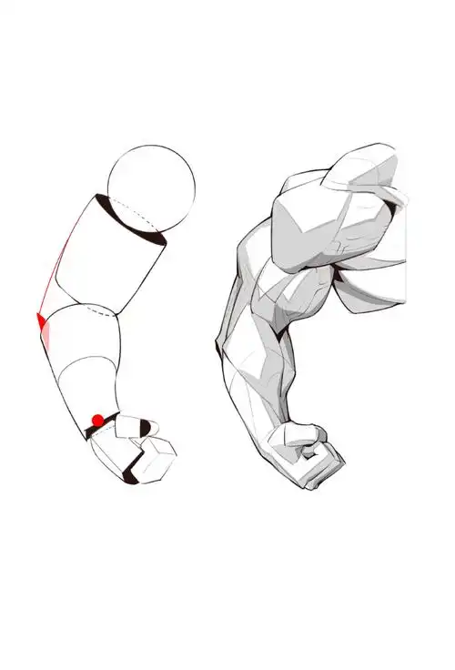 手臂肌肉结构怎么画?