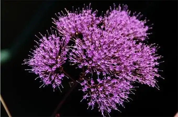 为直立多年生草本,但常作一年生栽培,其基部常常木质化,高约30-120cm