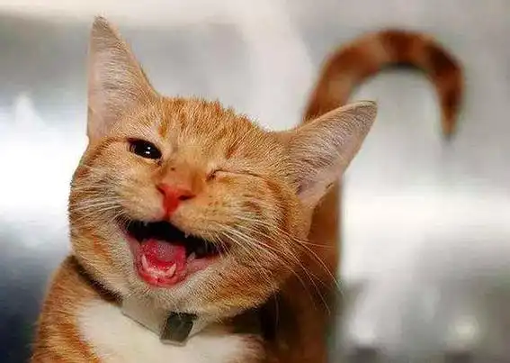 开心的事了,笑的眼睛都眯成了一条缝嘴角上扬,心情舒畅,笑是一种表情