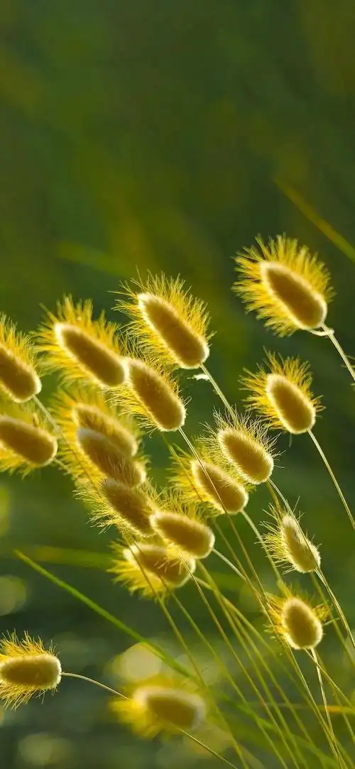 抖音最火壁纸,快手最火壁纸,iphone手机壁纸,苹果壁纸,安卓壁纸