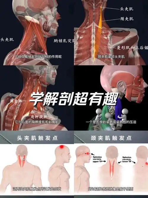 头颈夹肌是头旋转侧屈后伸的主动肌,作为头颈关节肌肉,与胸锁乳突肌