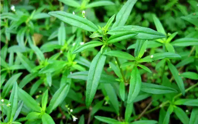 农村路边不起眼的尖刀草祛风清热消肿止痛你见过吗