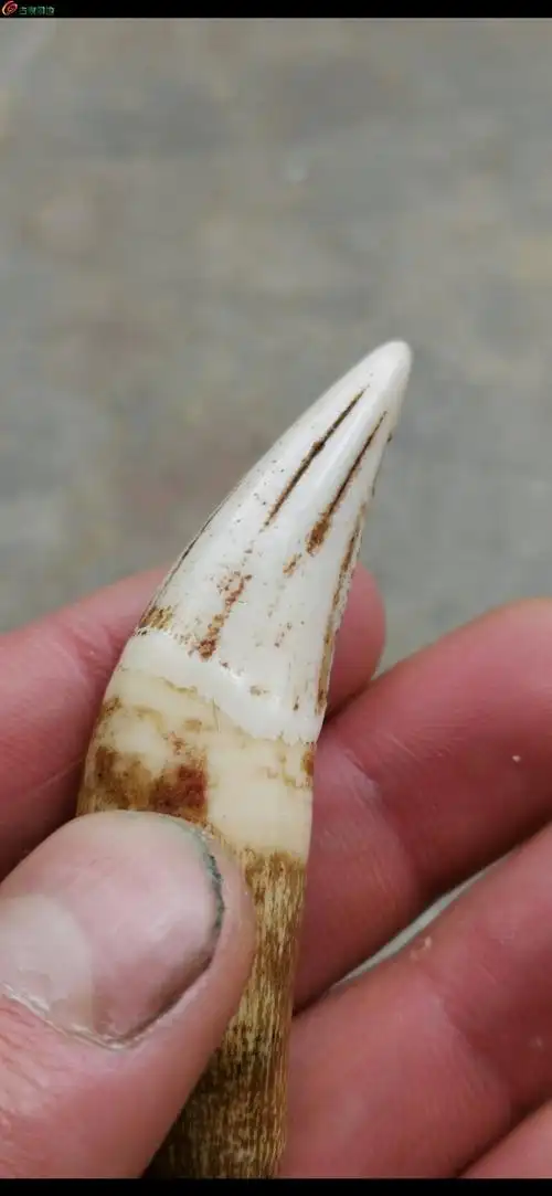 03超级漂亮辟邪至尊清代虎牙而且是上牙