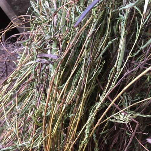 民间中草药铁甲草 坡扁柏 软肝草 干货 250g