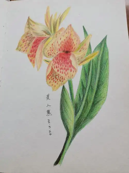 彩铅画临摹——美人蕉