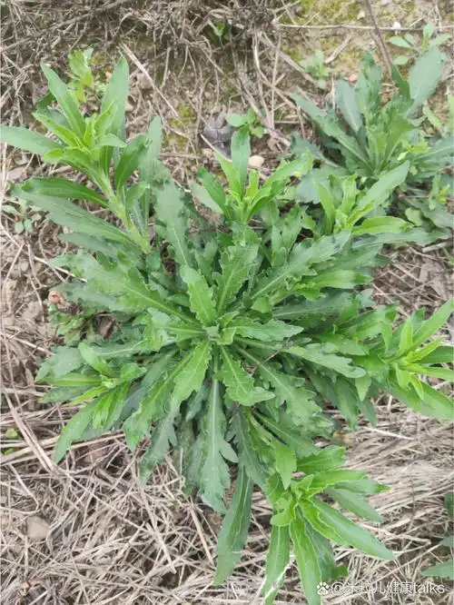 苏门白酒草 学名:苏门白酒草,菊科,飞蓬属. 原产南美洲.