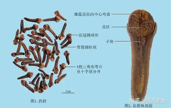 丁香药材【性状】本品略呈研棒状,长1～2cm.花冠圆球形,直径0.3～0.
