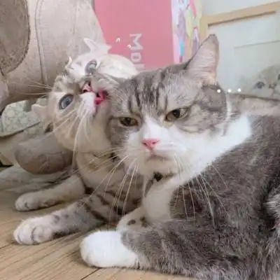 可爱猫咪情头一对两张高清可爱的萌猫情头一对两张图片精选